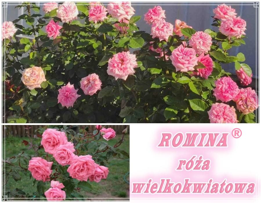 Romina róża wielkokwiatowa